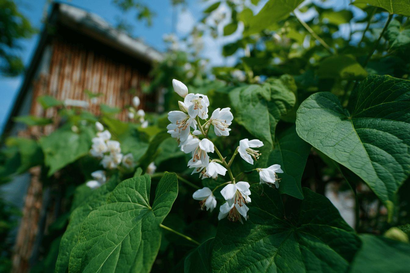 Quelle distance planter un catalpa près de votre maison : conseils et précautions