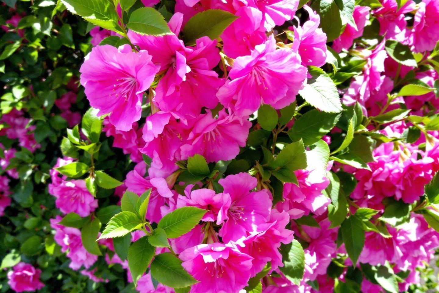 Rosier maria lisa - rosier liane grimpant aux fleurs roses vives