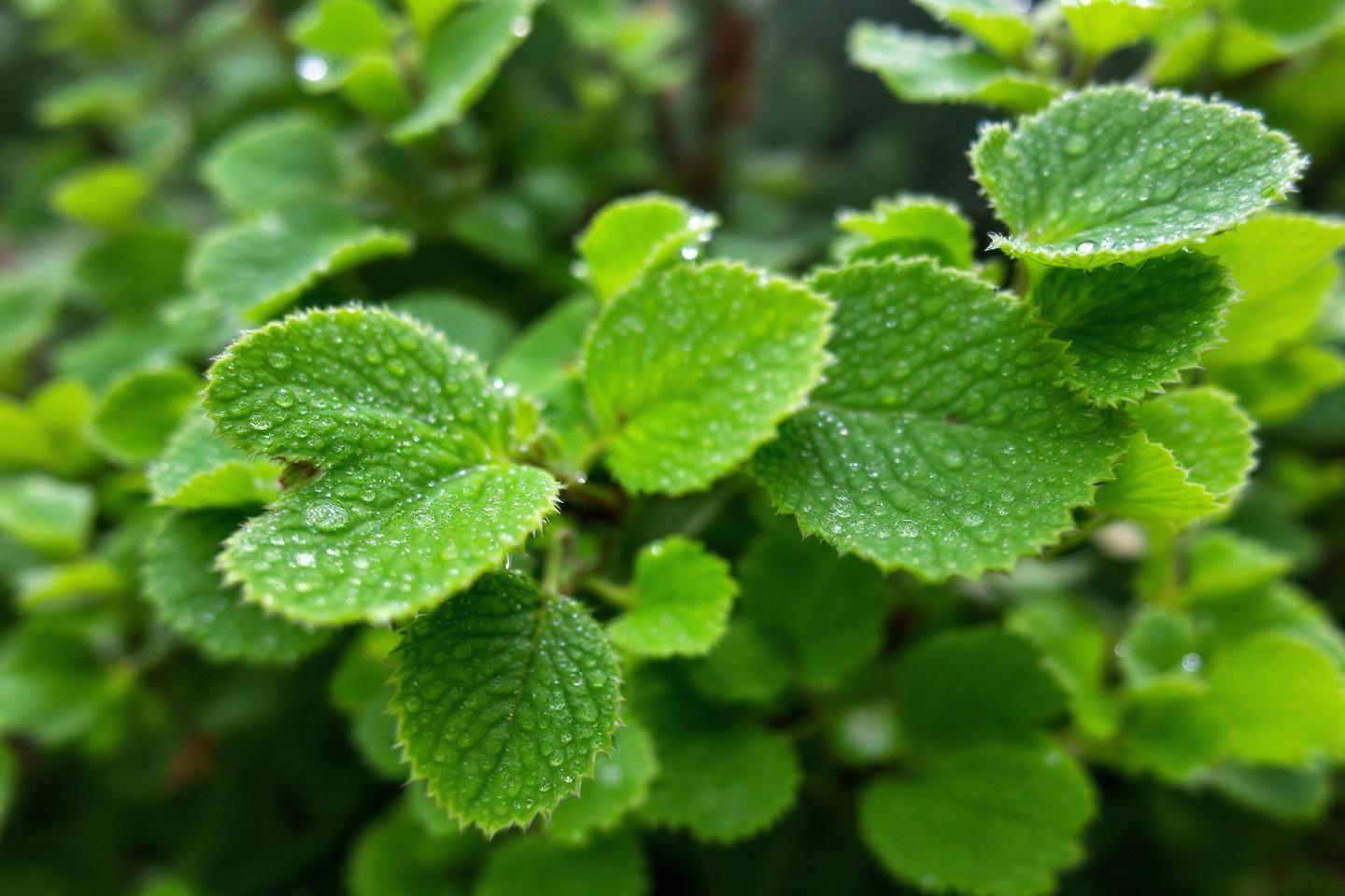 Gros plan sur des feuilles vertes de menthe avec ros&eacute;e