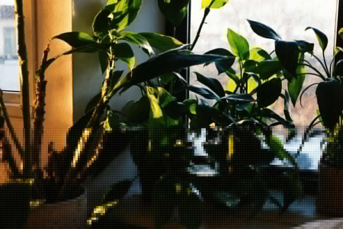 Ni trop chaud ni trop froid : voici l’emplacement idéal pour vos plantes d’intérieur en hiver