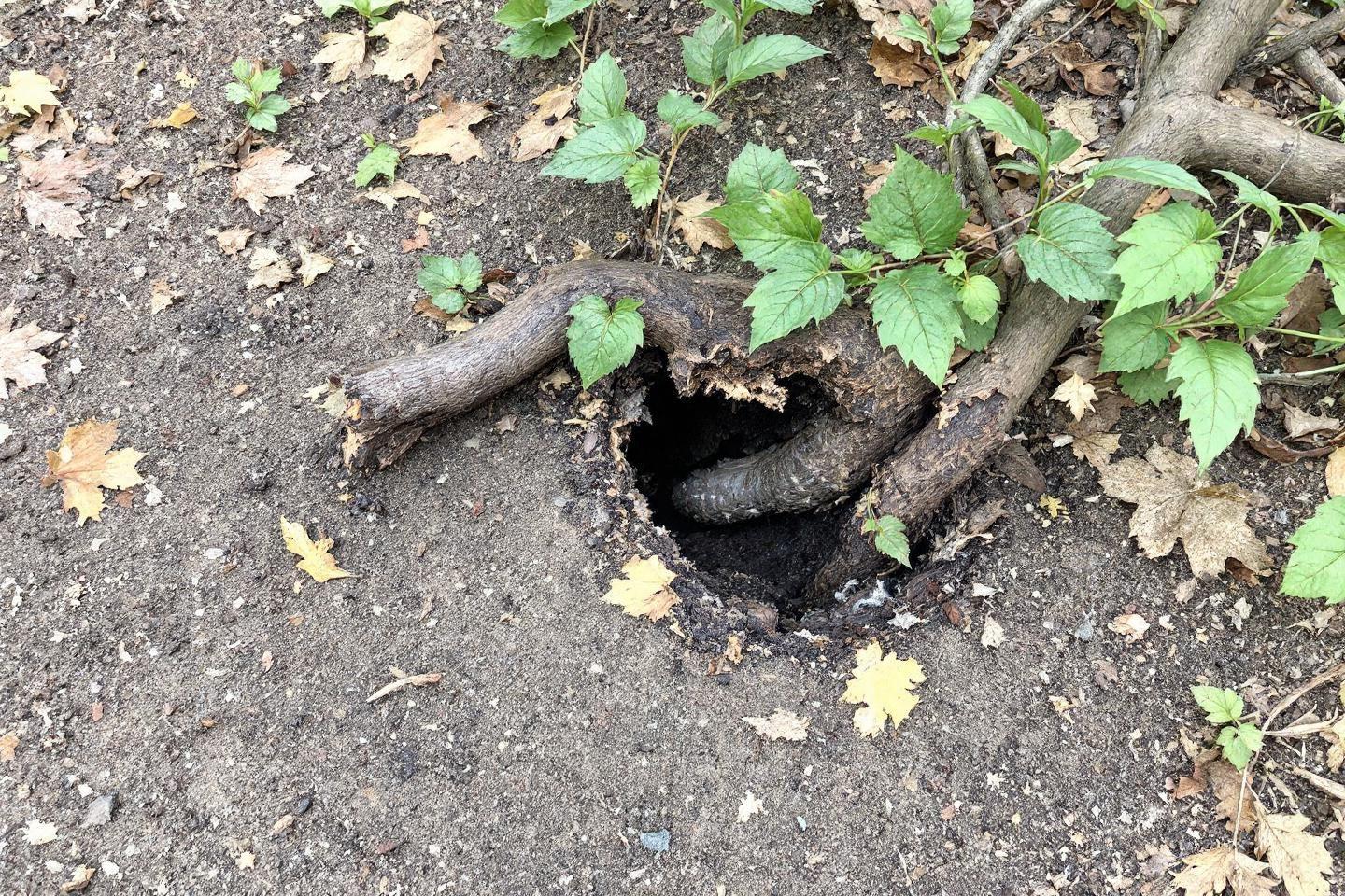 Ver de terre sortant d'un trou dans un tronc d'arbre