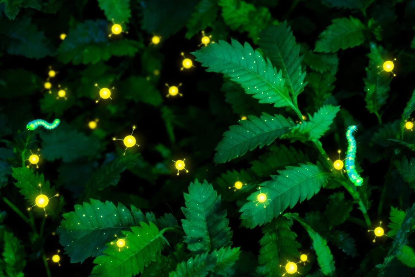 Ver luisant et luciole : reconnaître ces insectes lumineux en déclin