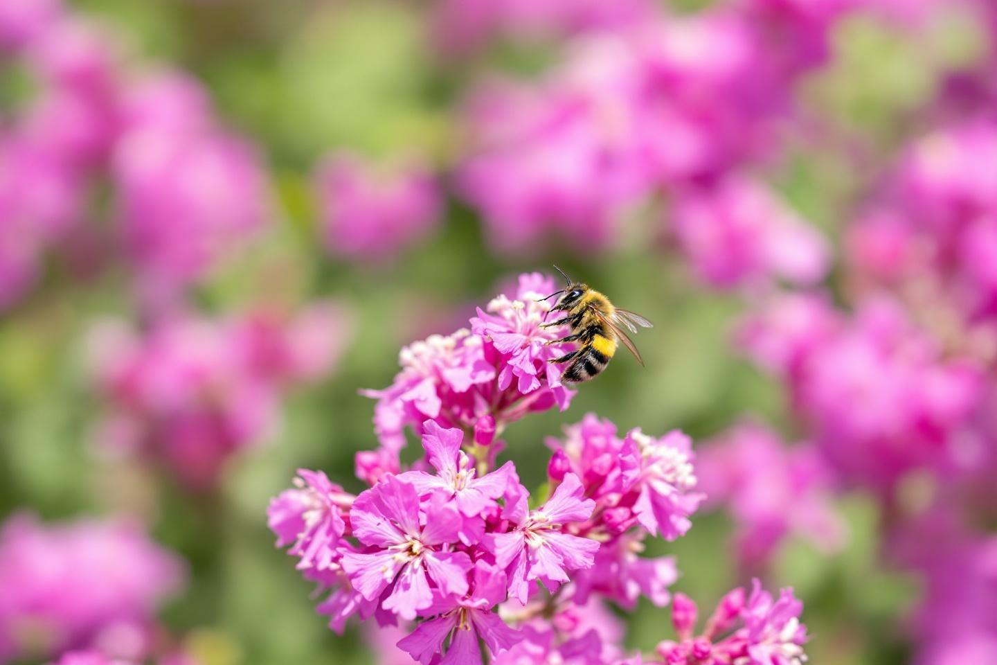 Xylocope : tout savoir sur ce gros insecte noir volant, l'abeille charpentière