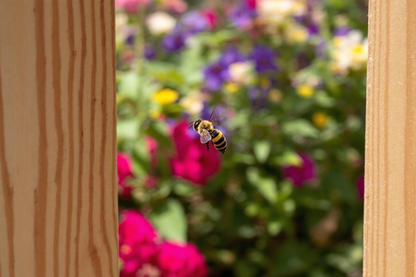 Xylocope : tout savoir sur ce gros insecte noir volant, l'abeille charpentière