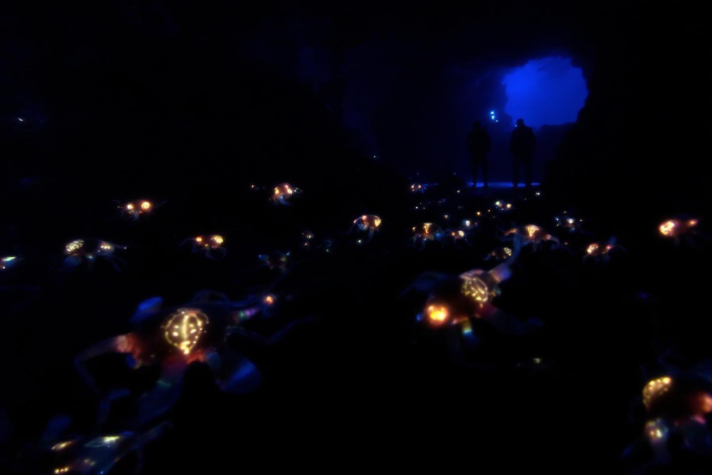 Zone hadale : découvrez les profondeurs océaniques les plus extrêmes et leurs secrets cachés