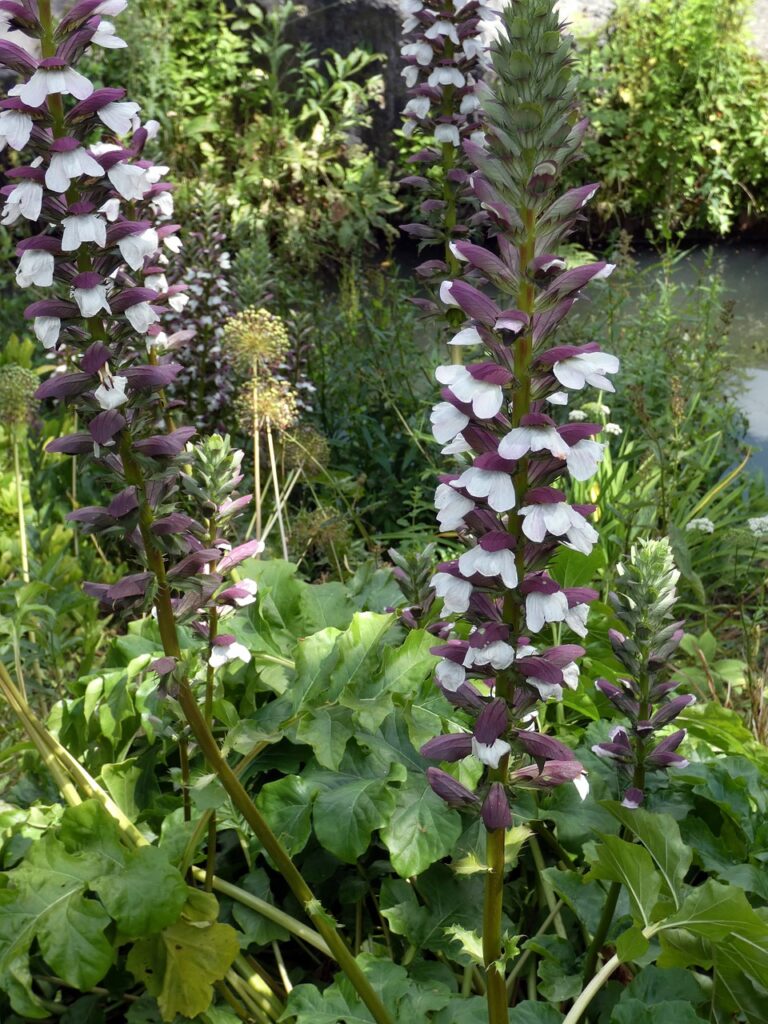 acanthe, plantation, entretien et floraison