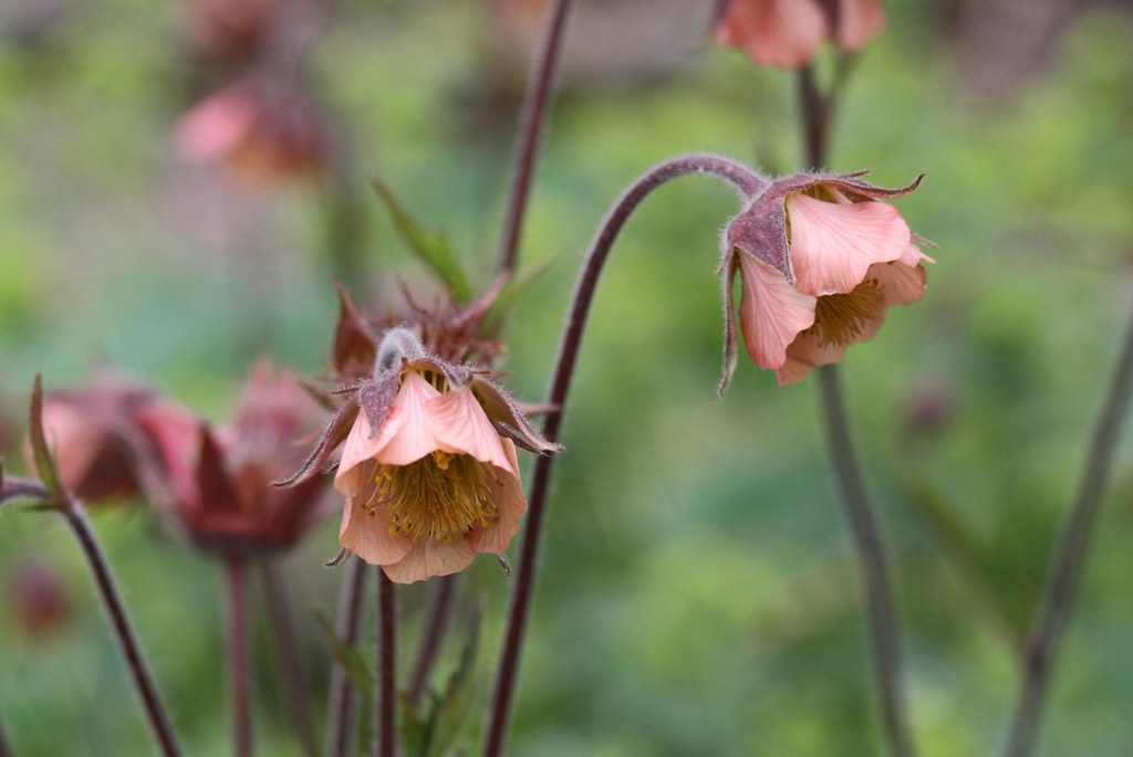 Geum rivale