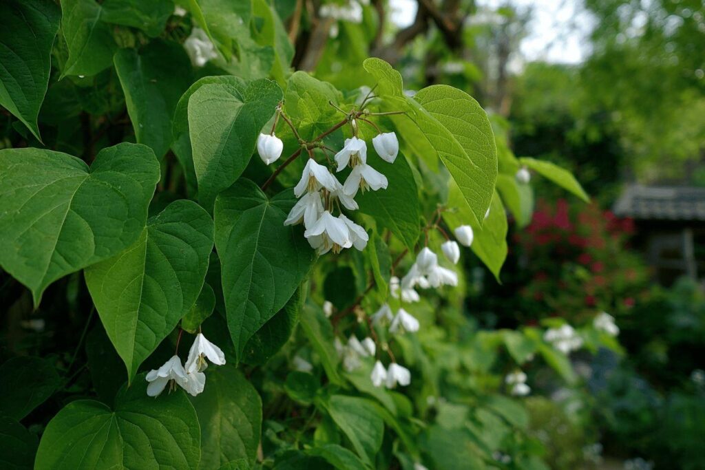 Grappes de fleurs blanches délicates parmi des feuilles vertes